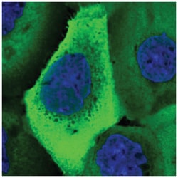 UBA52 Antibody, Novus Biologicals:Antibodies:Primary Antibodies