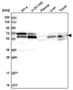 UBAP1 Antibody, Novus Biologicals:Antibodies:Primary Antibodies