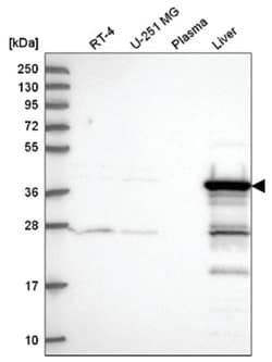 UBIAD1 Antibody, Novus Biologicals 25 &mu;L:Antibodies, Polyclonal