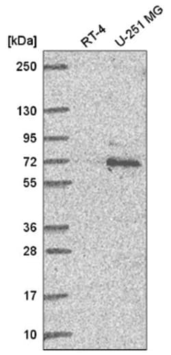 Ubiquilin 1 Antibody, Novus Biologicals:Antibodies:Primary Antibodies