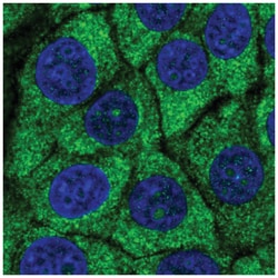 Ubiquitin Antibody, Novus Biologicals:Antibodies:Primary Antibodies