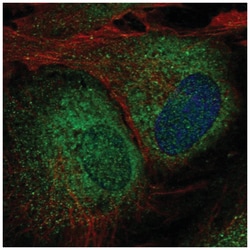 UBXN8 Antibody, Novus Biologicals:Antibodies:Primary Antibodies