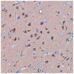 UCH-L1 Mouse anti-Human, Clone: 972106, Novus Biologicals 100&mu;g; Unlabeled:Antibodies,