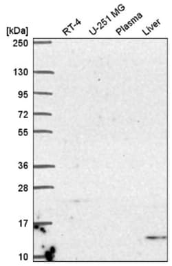 UCN2 Antibody, Novus Biologicals 25 &mu;L, Unlabeled:Antibodies, Polyclonal