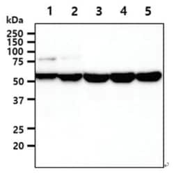 UDP glucose dehydrogenase Mouse anti-Human, Mouse, Clone: 2G11, Novus Biologicals