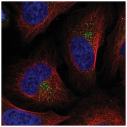 UFD1L Antibody, Novus Biologicals:Antibodies:Primary Antibodies