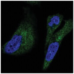 UFD1L Antibody, Novus Biologicals:Antibodies:Primary Antibodies