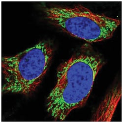 UGT8 Antibody, Novus Biologicals:Antibodies:Primary Antibodies