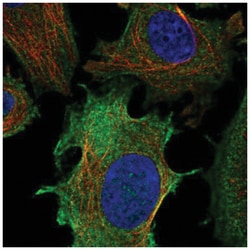 ULBP-1 Antibody, Novus Biologicals:Antibodies:Primary Antibodies