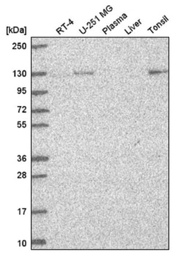 UNC13D/Munc 13-4 Antibody, Novus Biologicals:Anticorps:Anticorps primaires