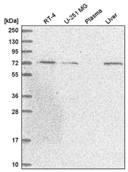 UNC93B Antibody, Novus Biologicals 100&mu;L; Unlabeled:Antibodies, Polyclonal