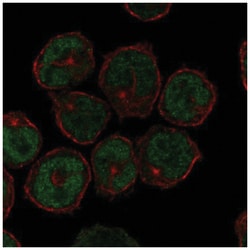UNCX Antibody, Novus Biologicals:Antibodies:Primary Antibodies