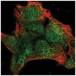 UPF3A Antibody, Novus Biologicals:Antibodies:Primary Antibodies