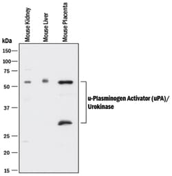 Mouse u-Plasminogen Activator (uPA)/Urokinase Antibody, R D Systems:Antibodies:Primary
