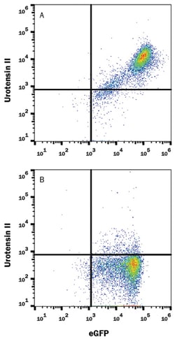 Mouse Urotensin-II R Antibody, R D Systems 100&mu;g; Unlabeled:Antibodies,