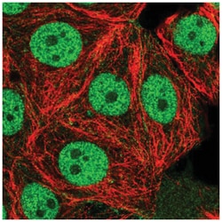 USF1 Antibody, Novus Biologicals 100&mu;L; Unlabeled:Antibodies, Polyclonal