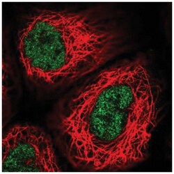 USF2 Antibody, Novus Biologicals 25 &mu;L, Unlabeled:Antibodies, Polyclonal