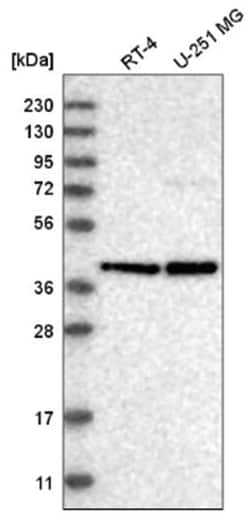 USF2 Antibody, Novus Biologicals:Antibodies:Primary Antibodies