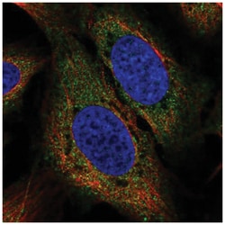 USP15 Antibody, Novus Biologicals:Antibodies:Primary Antibodies