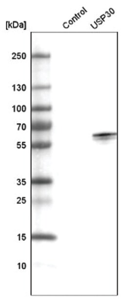 USP30 Antibody (CL4438), Novus Biologicals:Antibodies:Primary Antibodies
