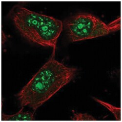USP36 Antibody, Novus Biologicals 25 &mu;L:Antibodies, Polyclonal