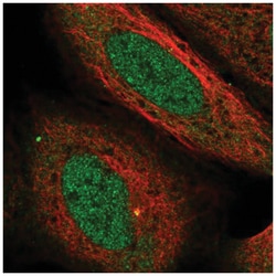 USP38 Antibody, Novus Biologicals:Antibodies:Primary Antibodies