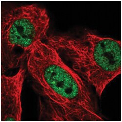 USP42 Antibody, Novus Biologicals:Antibodies:Primary Antibodies