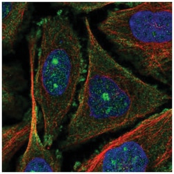 UTP20 Antibody, Novus Biologicals:Antibodies:Primary Antibodies