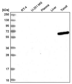 UTP3 Antibody, Novus Biologicals 100&mu;L; Unlabeled:Antibodies, Polyclonal