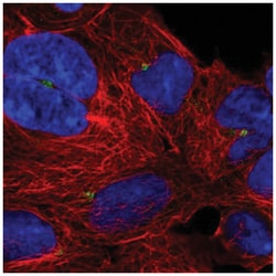 UXT Antibody, Novus Biologicals:Antibodies:Primary Antibodies