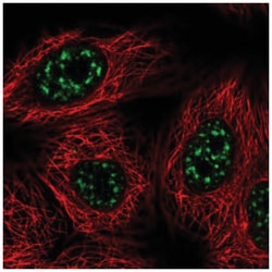 VAX2 Antibody, Novus Biologicals:Antibodies:Primary Antibodies