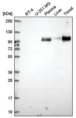 VCAM-1/CD106 Antibody, Novus Biologicals:Antibodies:Primary Antibodies