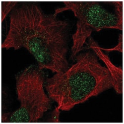 VGLL1 Antibody, Novus Biologicals:Antibodies:Primary Antibodies