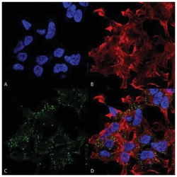 VGluT3 Antibody (S34-34), Novus Biologicals 100 &mu;g | Buy Online | Novus Biologicals | Fisher Scientific