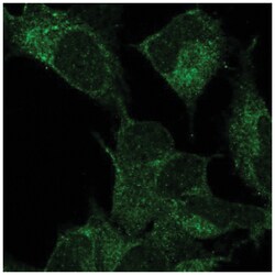 VIP Antibody, Novus Biologicals:Antibodies:Primary Antibodies