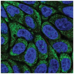 Viperin Antibody, Novus Biologicals:Antibodies:Primary Antibodies