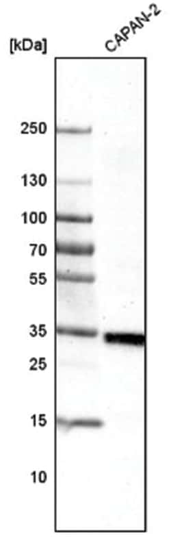 VISTA/B7-H5/PD-1H Antibody (CL3975), Novus Biologicals 25 &mu;L; Unlabeled:Antibodies,