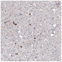 VISTA/B7-H5/PD-1H Antibody (CL3981), Novus Biologicals 100&mu;L; Unlabeled:Antibodies,