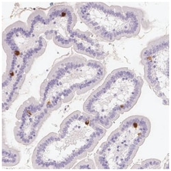 VMAT1/SLC18A1 Antibody, Novus Biologicals:Antibodies:Primary Antibodies
