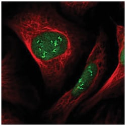 VprBP Antibody, Novus Biologicals:Antibodies:Primary Antibodies