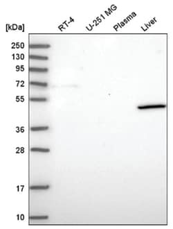 VPS13B Antibody, Novus Biologicals 25 &mu;L:Antibodies, Polyclonal