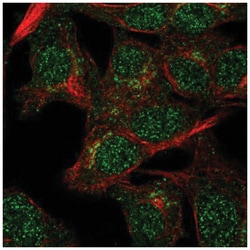 VPS54 Antibody, Novus Biologicals:Antibodies:Primary Antibodies