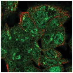 VPS54 Antibody, Novus Biologicals 100&mu;L; Unlabeled:Antibodies, Polyclonal