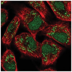 VRK3 Antibody, Novus Biologicals 100&mu;L; Unlabeled:Antibodies, Polyclonal