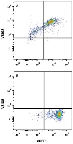 Human VSIG8 Antibody, R D Systems:Antibodies:Primary Antibodies