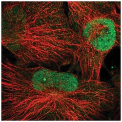WDR33 Antibody, Novus Biologicals:Antibodies:Primary Antibodies