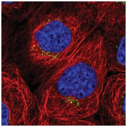 WDR44 Antibody, Novus Biologicals 100&mu;L; Unlabeled:Antibodies, Polyclonal