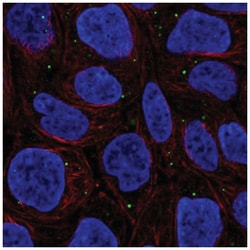 WDR72 Antibody, Novus Biologicals:Antibodies:Primary Antibodies