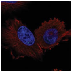 WDR79 Antibody, Novus Biologicals:Antibodies:Primary Antibodies