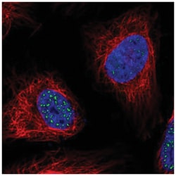 WDR90 Antibody, Novus Biologicals 100&mu;L; Unlabeled:Antibodies, Polyclonal